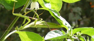 loyse_Mantis_religiosa_5_08_2014_UTM_FD38_bialystok2.jp.JPG