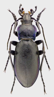 C.violaceus