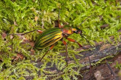 C. auronitens ssp. auronitens 01.jpg