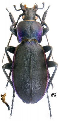 Carabus Megodontus violaceus germarii 7005.jpg