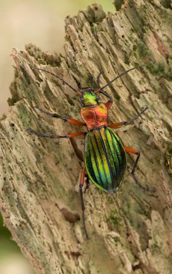 C. auronitens ssp. escheri 01.jpg