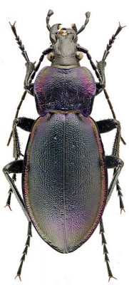 C.v picenus.jpg