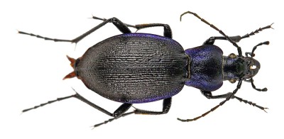 C.problematicus_02.jpg