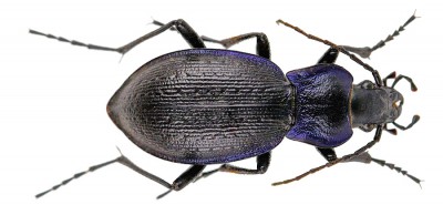 C.problematicus_03.jpg