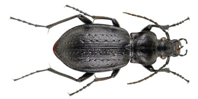 C.problematicus_05.jpg