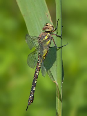 A. mixta gynochromatyczna samica