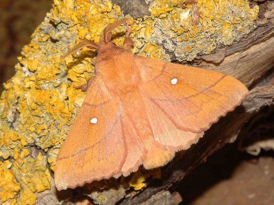 Odonestis pruni (LINNAEUS, 1758) - Podkarpacie, 24.06.2008.