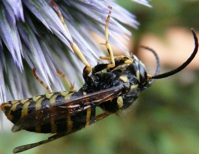 Dolichovespula saxonica?