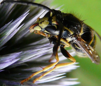 Dolichovespula saxonica?