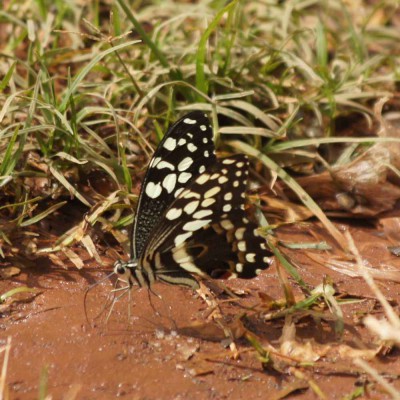 Papilio demodocus