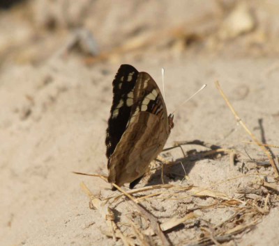 Junonia oenone