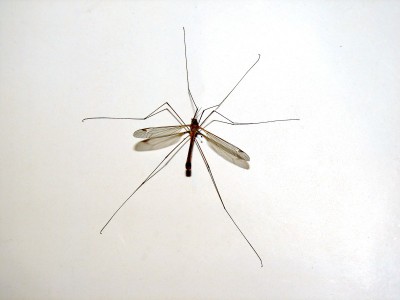 komarnica.jpg