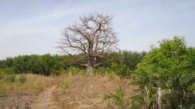 Baobab