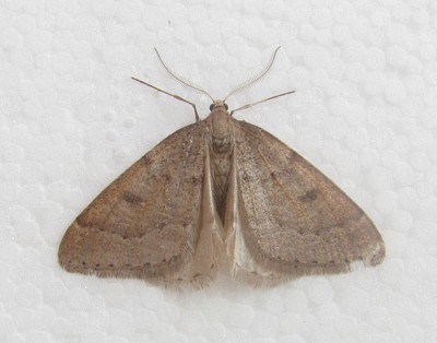 Theria rupicapraria, Bytyń FB88 11 III 2015r.
