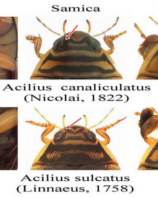 A.canaliculatus vs. A.sulcatus.jpg