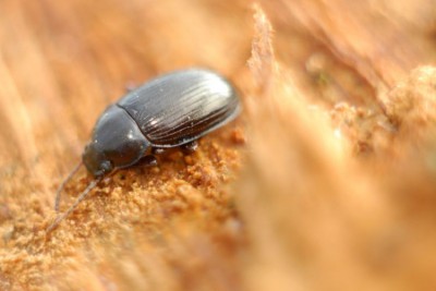 Nalassus dermestoides ( Tenebrionidae )