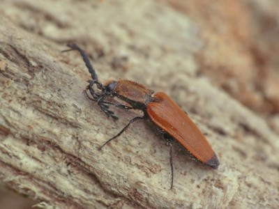 4A.castaneus.JPG