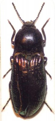 Selatosomus confluens rugosus.jpg