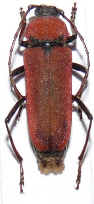 Purpuricenus schurmanni.JPG