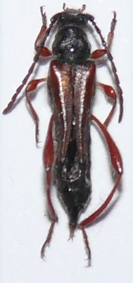 Stenopterus creticus.JPG