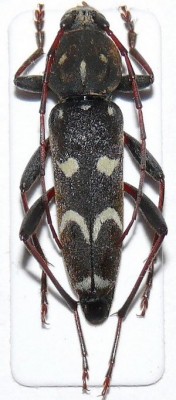 Isotomus jarmilae.JPG