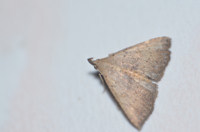 Motyl 14.jpg