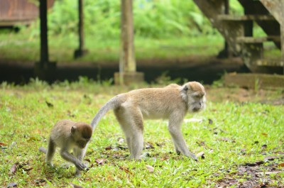 Wszędobylskie makaki