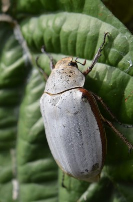 Coleoptera 5.JPG