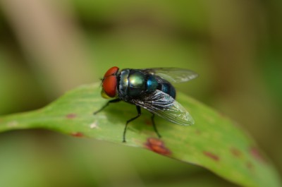 Diptera 1.JPG