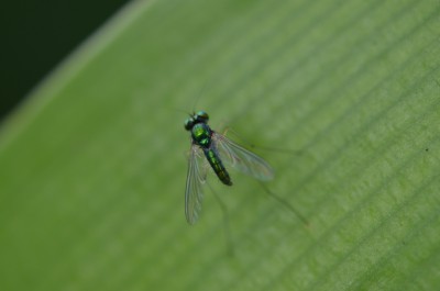 Diptera 2.JPG