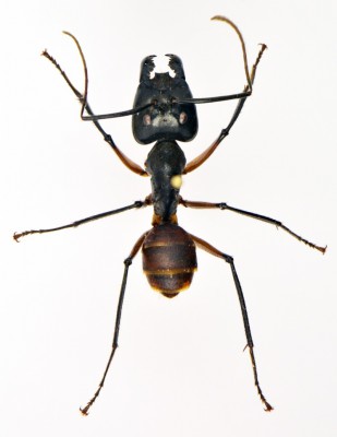 Camponotus gigas