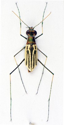 Abroscelis sp.?