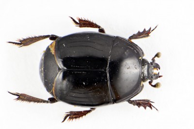 Histeridae 1.0.jpg