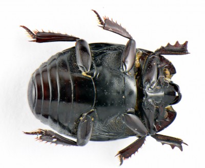 Histeridae 1.1.jpg