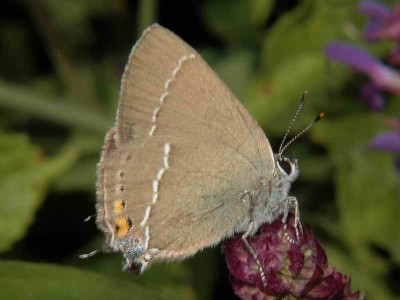 Satyrium spini (DENIS &amp;amp; SCHIFFERMULLER, 1775) - Ukraina, Podole, Okopy św Trójcy, skarpa nadzbruczańska - 28.06.2008.