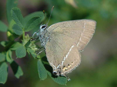 Satyrium spini (DENIS &amp;amp; SCHIFFERMULLER, 1775) - Ukraina, Podole, Okopy św Trójcy, skarpa nadniestrzańska - 28.06.2008.