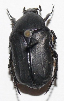 Protaetia afflicta.JPG