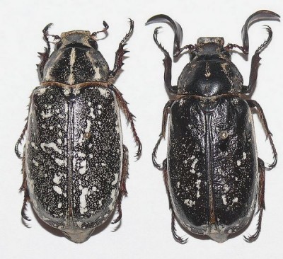 Polyphylla boryi - pair.JPG