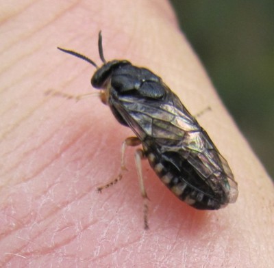 Diprionidae 1b.JPG