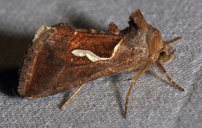 A. Macdunnoughia confusa (Stephens, 1850)