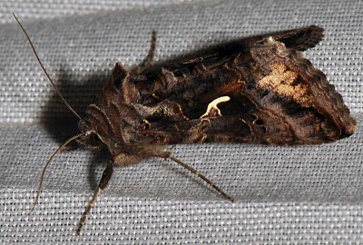 B. Autographa gamma (Linnaeus, 1758)