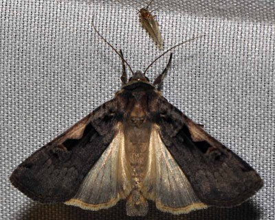 D. Xestia c-nigrum (Linnaeus, 1758)