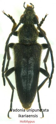 V.unipunctata ikariaensis-Holotypus