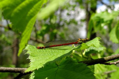 Pyrrhosoma nymphula_Łunica czerwona_Warta.jpg