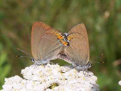 Satyrium acaciae (FABRICIUS, 1787) - Podkarpacie, ok. Krosna, 29.06.2005. Fot. Janusz Bury.