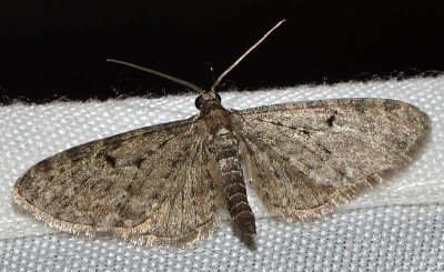 A. Eupithecia sp.