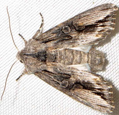 F. Egira conspicillaris (Linnaeus, 1758)