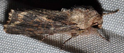 G. Noctuidae sp.