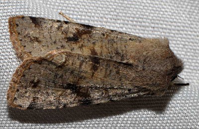 I. Noctuidae sp.