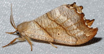 B. Falcaria lacertinaria (Linnaeus, 1758)